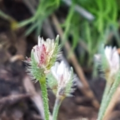 Centrolepis strigosa at Mulloon, NSW - 28 Sep 2020