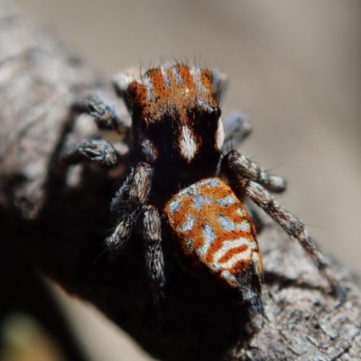 Maratus plumosus (Plumed Peacock Spider) at Coree, ACT - 28 Sep 2020 by Laserchemisty
