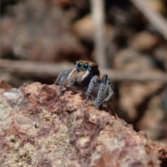 Maratus plumosus at Coree, ACT - 28 Sep 2020 10:15 AM