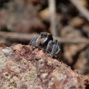 Maratus plumosus at Coree, ACT - 28 Sep 2020 10:15 AM