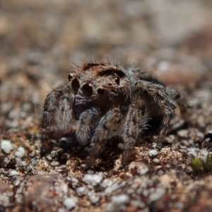 Maratus plumosus at Coree, ACT - 28 Sep 2020 10:15 AM