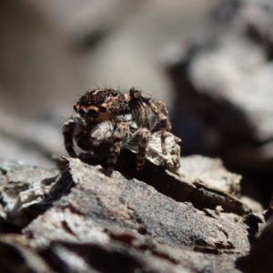 Euophryinae sp. (Rockhopper) undescribed at Coree, ACT - 28 Sep 2020