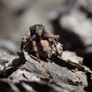 Euophryinae sp. (Rockhopper) undescribed at Coree, ACT - 28 Sep 2020