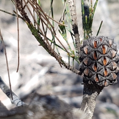 Allocasuarina littoralis (Black She-oak) at Mulloon, NSW - 28 Sep 2020 by tpreston