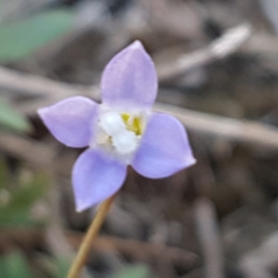 Wahlenbergia sp. (Bluebell) at Scott Nature Reserve - 28 Sep 2020 by trevorpreston