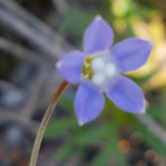 Wahlenbergia multicaulis (Tadgell's Bluebell) at Scott Nature Reserve - 28 Sep 2020 by trevorpreston