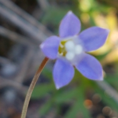 Wahlenbergia multicaulis (Tadgell's Bluebell) at Mulloon, NSW - 28 Sep 2020 by tpreston