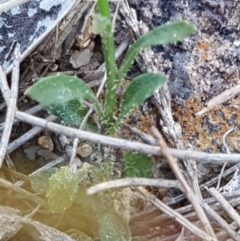 Wahlenbergia multicaulis at Mulloon, NSW - 28 Sep 2020 02:28 PM