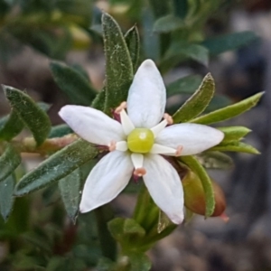 Rhytidosporum procumbens at Mulloon, NSW - 28 Sep 2020