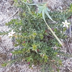 Rhytidosporum procumbens at Mulloon, NSW - 28 Sep 2020