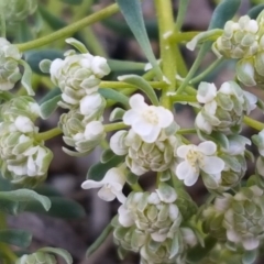Poranthera microphylla (Small Poranthera) at Scott Nature Reserve - 28 Sep 2020 by trevorpreston