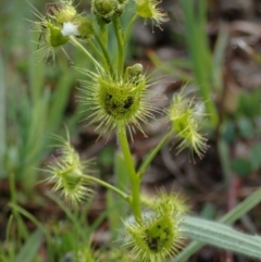 Drosera gunniana (Pale Sundew) at Fraser, ACT - 26 Sep 2020 by Laserchemisty