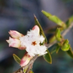 Leucopogon virgatus (Common Beard-heath) at Mulloon, NSW - 28 Sep 2020 by tpreston