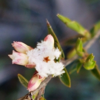 Leucopogon virgatus (Common Beard-heath) at Mulloon, NSW - 28 Sep 2020 by trevorpreston