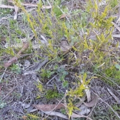 Leucopogon virgatus at Mulloon, NSW - 28 Sep 2020 02:40 PM