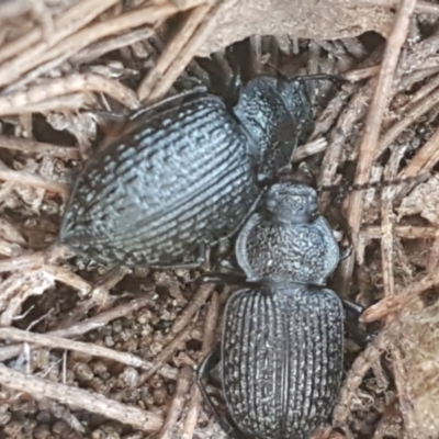 Adelium porcatum (Darkling Beetle) at Mulloon, NSW - 28 Sep 2020 by tpreston