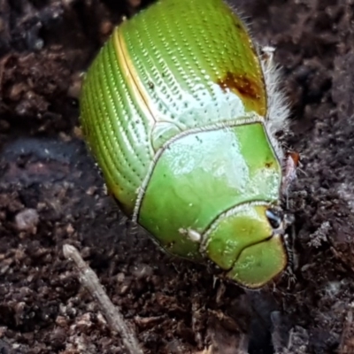 Xylonichus eucalypti (Green cockchafer beetle) at Mulloon, NSW - 28 Sep 2020 by tpreston