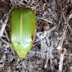 Xylonichus eucalypti at Mulloon, NSW - 28 Sep 2020