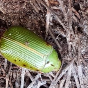 Xylonichus eucalypti at Mulloon, NSW - 28 Sep 2020