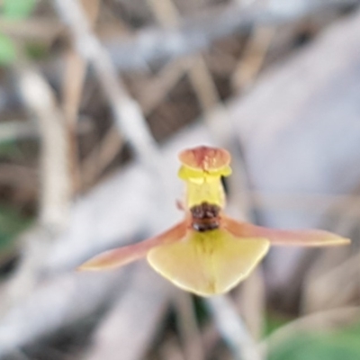 Chiloglottis trapeziformis (Diamond Ant Orchid) at Mulloon, NSW - 28 Sep 2020 by tpreston