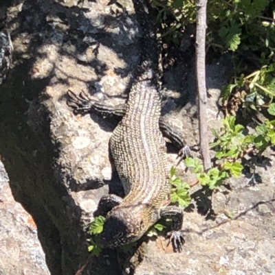 Egernia cunninghami (Cunningham's Skink) at Latham, ACT - 28 Sep 2020 by Rebeccaryanactgov