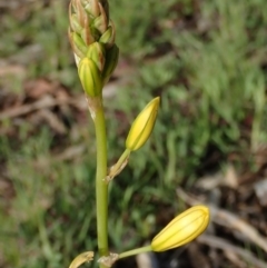 Bulbine bulbosa (Golden Lily, Bulbine Lily) at Fraser, ACT - 26 Sep 2020 by Laserchemisty