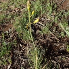 Bulbine bulbosa at Fraser, ACT - 26 Sep 2020 04:08 PM