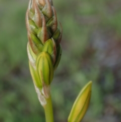 Bulbine bulbosa at Fraser, ACT - 26 Sep 2020 04:08 PM