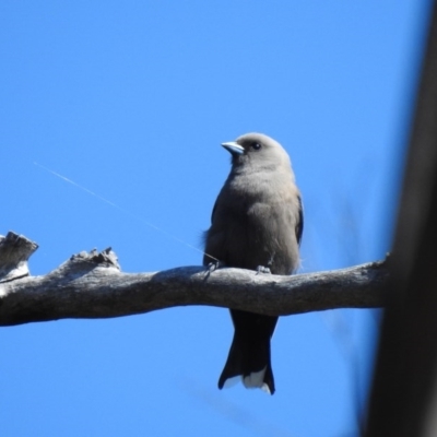 Artamus cyanopterus (Dusky Woodswallow) at Thirlmere, NSW - 28 Sep 2020 by GlossyGal