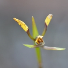 Diuris sp. (A Donkey Orchid) at Wamboin, NSW - 27 Sep 2020 by natureguy