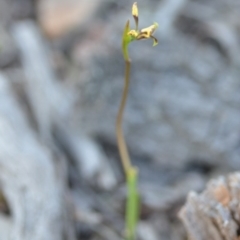 Diuris sp. at Wamboin, NSW - 27 Sep 2020