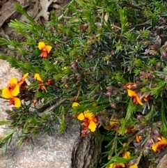 Dillwynia sericea (Egg And Bacon Peas) at Springdale Heights, NSW - 27 Sep 2020 by PaulF