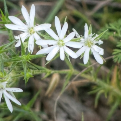 Stellaria pungens (Prickly Starwort) at Rossi, NSW - 27 Sep 2020 by SthTallagandaSurvey