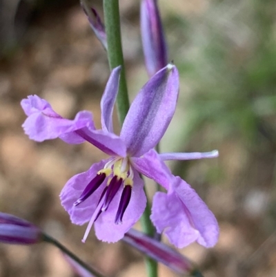 Arthropodium fimbriatum (Nodding Chocolate Lily) at Springdale Heights, NSW - 27 Sep 2020 by PaulF