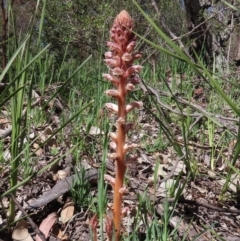Orobanche minor (Broomrape) at Theodore, ACT - 28 Sep 2020 by Owen