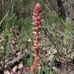 Orobanche minor (Broomrape) at Theodore, ACT - 28 Sep 2020 by owenh