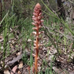 Orobanche minor (Broomrape) at Tuggeranong Hill - 28 Sep 2020 by Owen