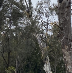 Callocephalon fimbriatum (Gang-gang Cockatoo) at Mount Majura - 27 Sep 2020 by MargL