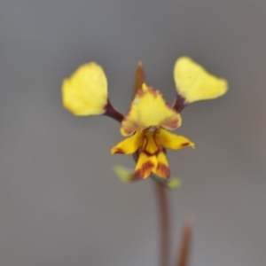 Diuris pardina at Wamboin, NSW - suppressed