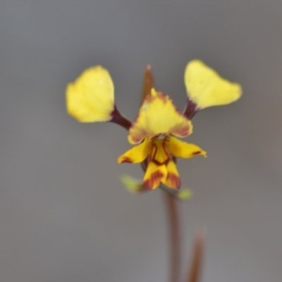 Diuris pardina (Leopard Doubletail) at Wamboin, NSW - 27 Sep 2020 by natureguy