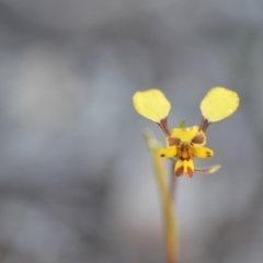 Diuris pardina at Wamboin, NSW - suppressed