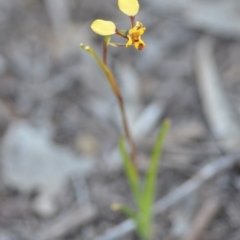 Diuris pardina at Wamboin, NSW - suppressed