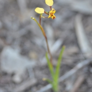 Diuris pardina at Wamboin, NSW - suppressed