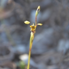 Diuris pardina at Wamboin, NSW - suppressed