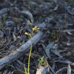 Diuris pardina at Wamboin, NSW - suppressed