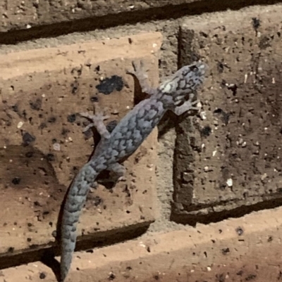 Christinus marmoratus (Southern Marbled Gecko) at Thurgoona, NSW - 16 Sep 2019 by PAllen1