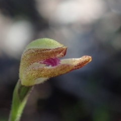 Caladenia sp. (A Caladenia) at Coree, ACT - 28 Sep 2020 by Laserchemisty