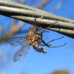 Entomophthora sp. (genus) (Puppeteer Fungus) at Flynn, ACT - 28 Sep 2020 by Christine