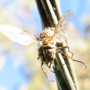 Entomophthora sp. (genus) at Flynn, ACT - 28 Sep 2020