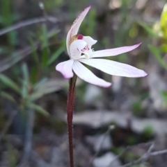 Caladenia fuscata (Dusky Fingers) at Tuggeranong Hill - 28 Sep 2020 by VeraKurz